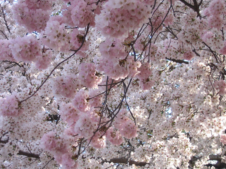 cherry_blossoms_wiki_commns cherry_blossoms_wiki_commns